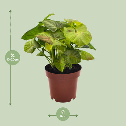 Syngonium Milk Confetti – Pfeilspitzenpflanze Ø12cm, 20cm hoch