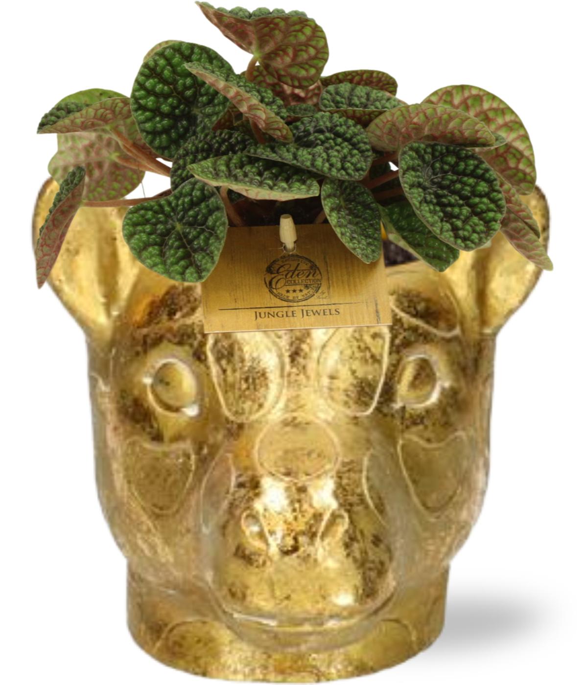 Peperomia Green Bubble mit Gold-Pflanztopf Ø11 cm