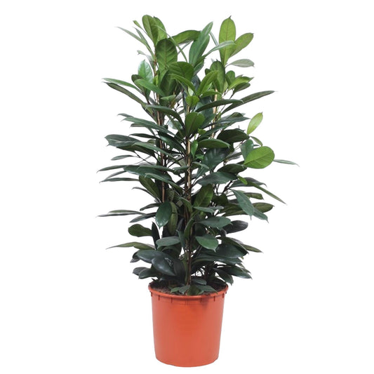 Ficus Cyathistipula – Exotische pflegeleichte Zimmerpflanze 140 cm