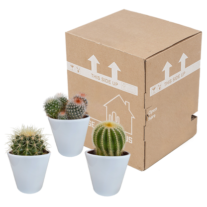 Bolcactus Kakteen-Mischung im weißen Topf 8,5 cm