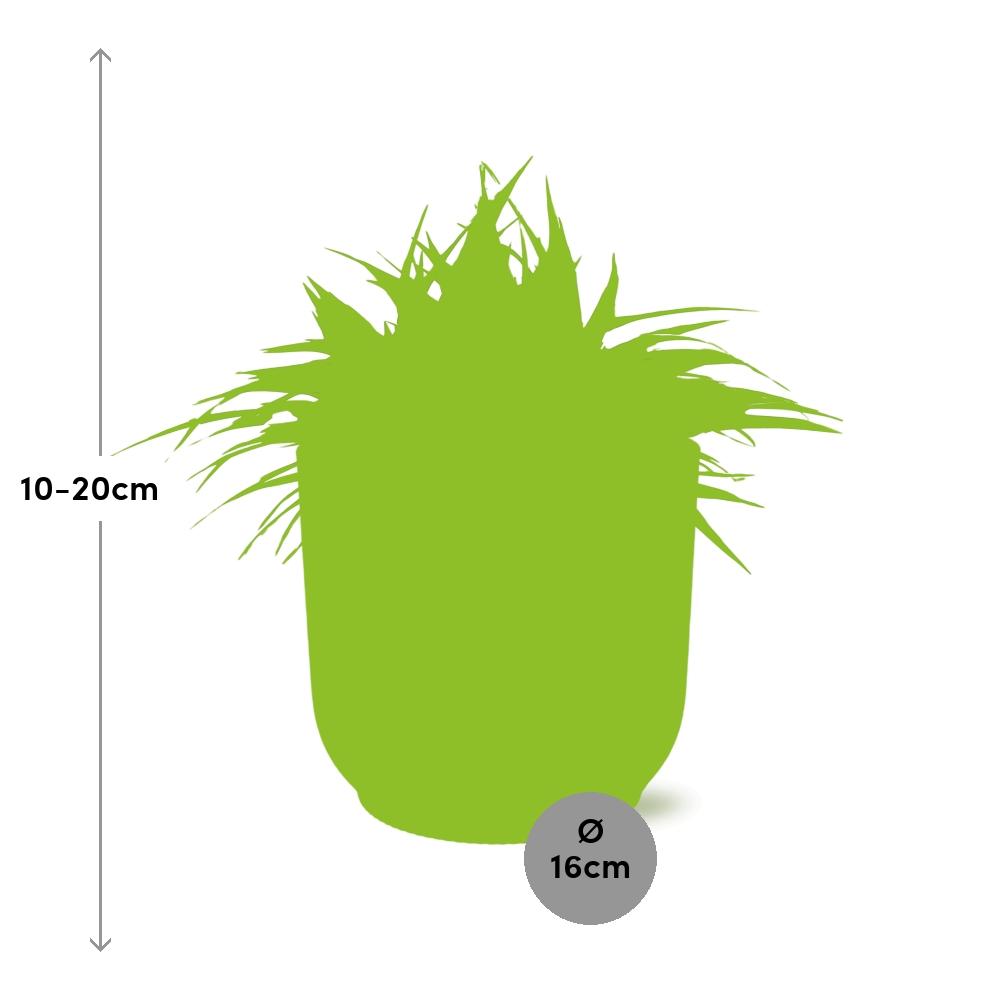 Chlorophytum Ocean 15cm mit ELHO Vibes Fold Topf weiß