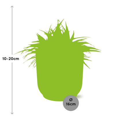 Chlorophytum Ocean 15cm mit ELHO Vibes Fold Topf weiß