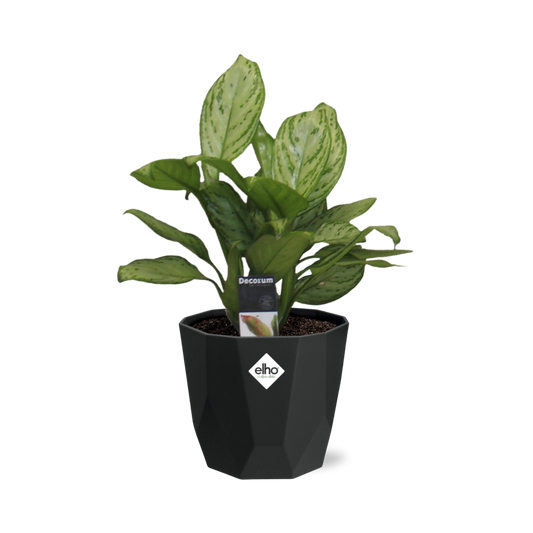 Aglaonema Christina in 14cm b.for rock living black