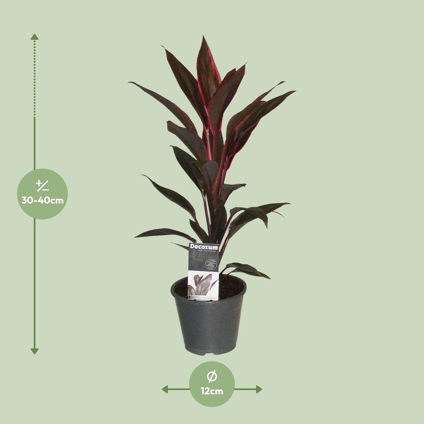 Cordyline Tango – Exotische, pflegeleichte Zimmerpflanze Ø12cm