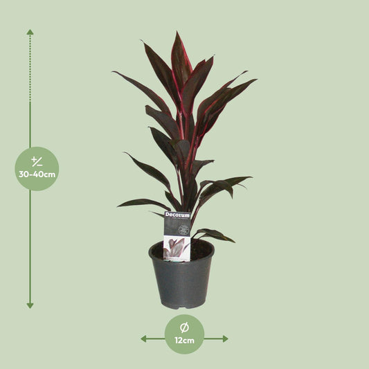 Cordyline Tango – Exotische, pflegeleichte Zimmerpflanze Ø12cm