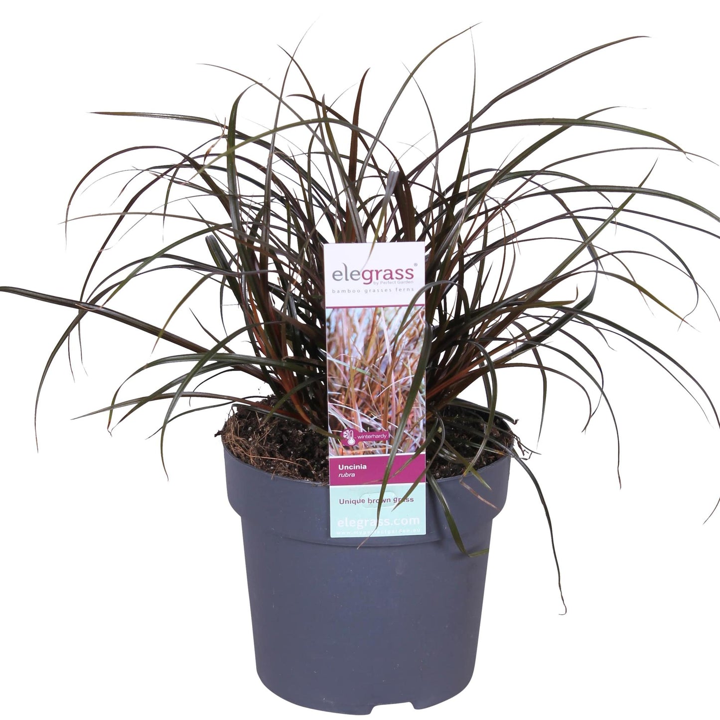 Uncinia Rubra – Rotes Ziergras Ø14cm, ca. 40cm hoch