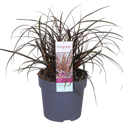 Uncinia Rubra – Rotes Ziergras Ø14cm, ca. 40cm hoch