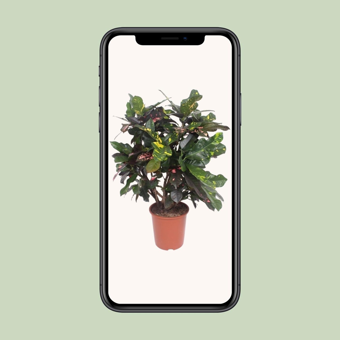 Codiaeum Magnificent (Croton) – Pflegeleichte Trendpflanze Ø27cm, 110cm hoch
