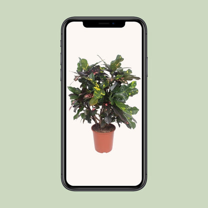 Codiaeum Magnificent (Croton) – Pflegeleichte Trendpflanze Ø27cm, 110cm hoch