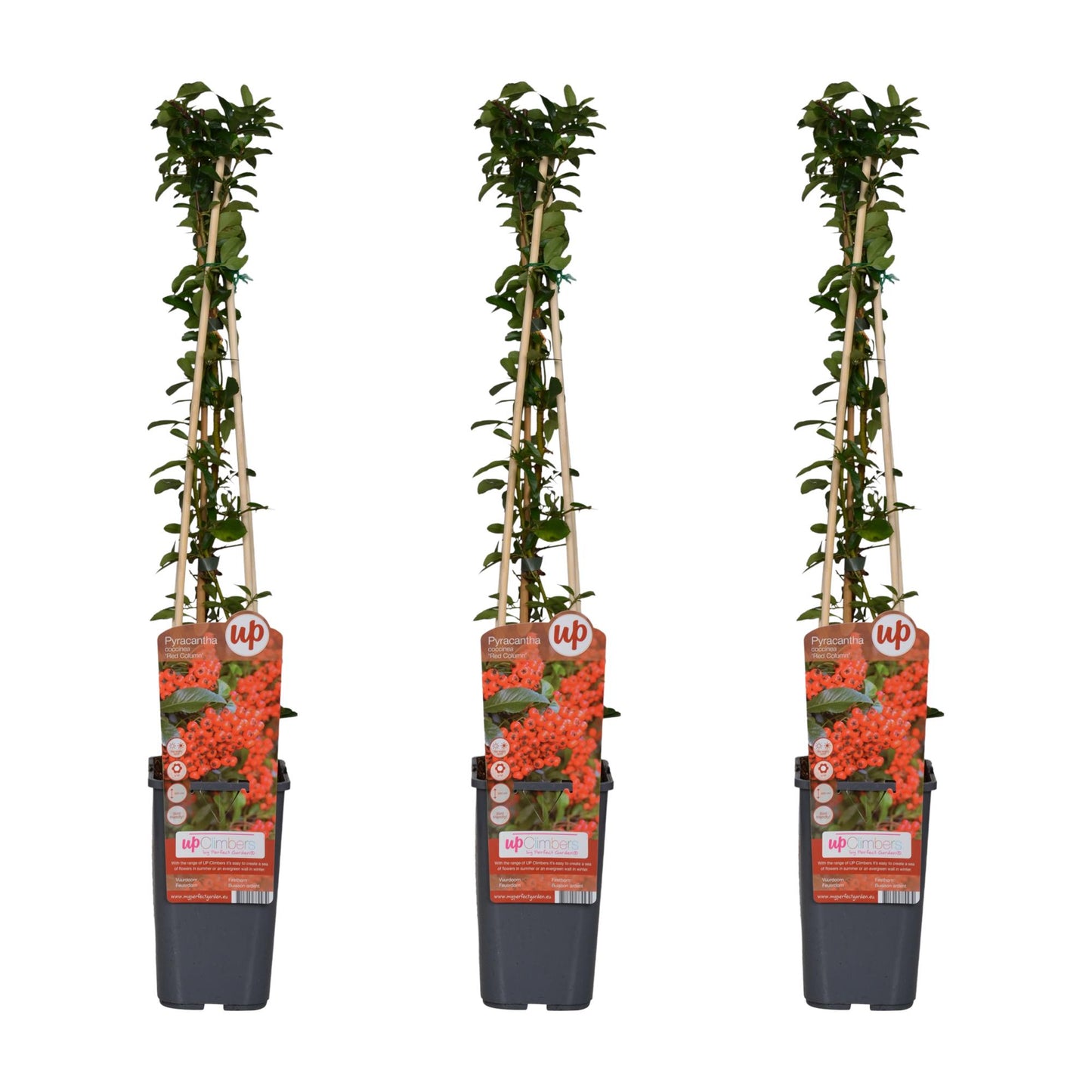 3x Pyracantha coccinea 'Red Column' – Immergrüner Feuerdorn Ø15cm, 65cm hoch