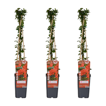 3x Pyracantha coccinea 'Red Column' – Immergrüner Feuerdorn Ø15cm, 65cm hoch