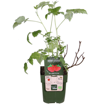 Rubus idaeus 'Malling Promise' – Bio-Himbeere Ø13cm