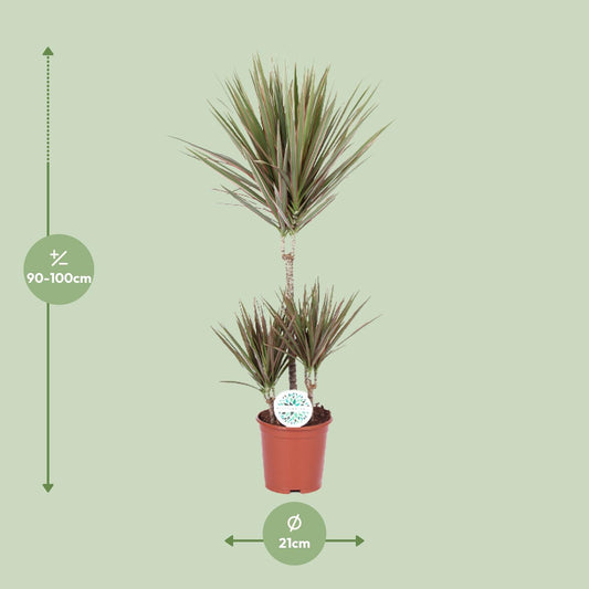 Dracaena Bicolor – pflegeleichter Drachenbaum Ø21cm, 95cm hoch