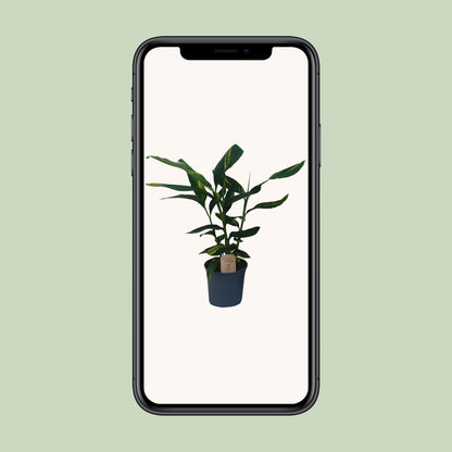Alpinia Zerumbet