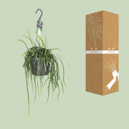 Lepisium Bolivianum Kaktus Ø17cm, Höhe 40cm – Pflegeleicht & Robust