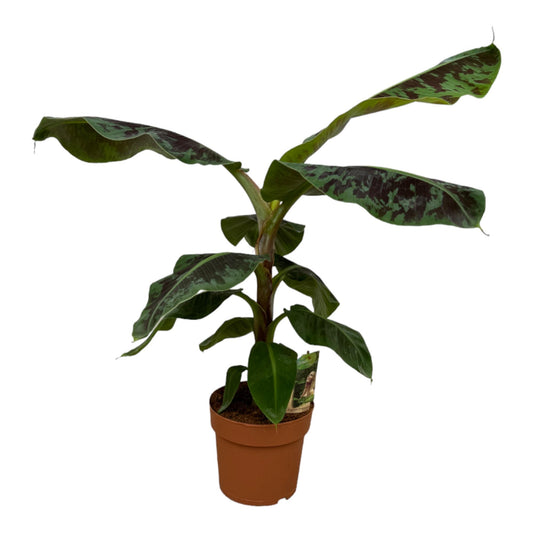 Musa – Tropische, pflegeleichte Zimmerpflanze 80 cm