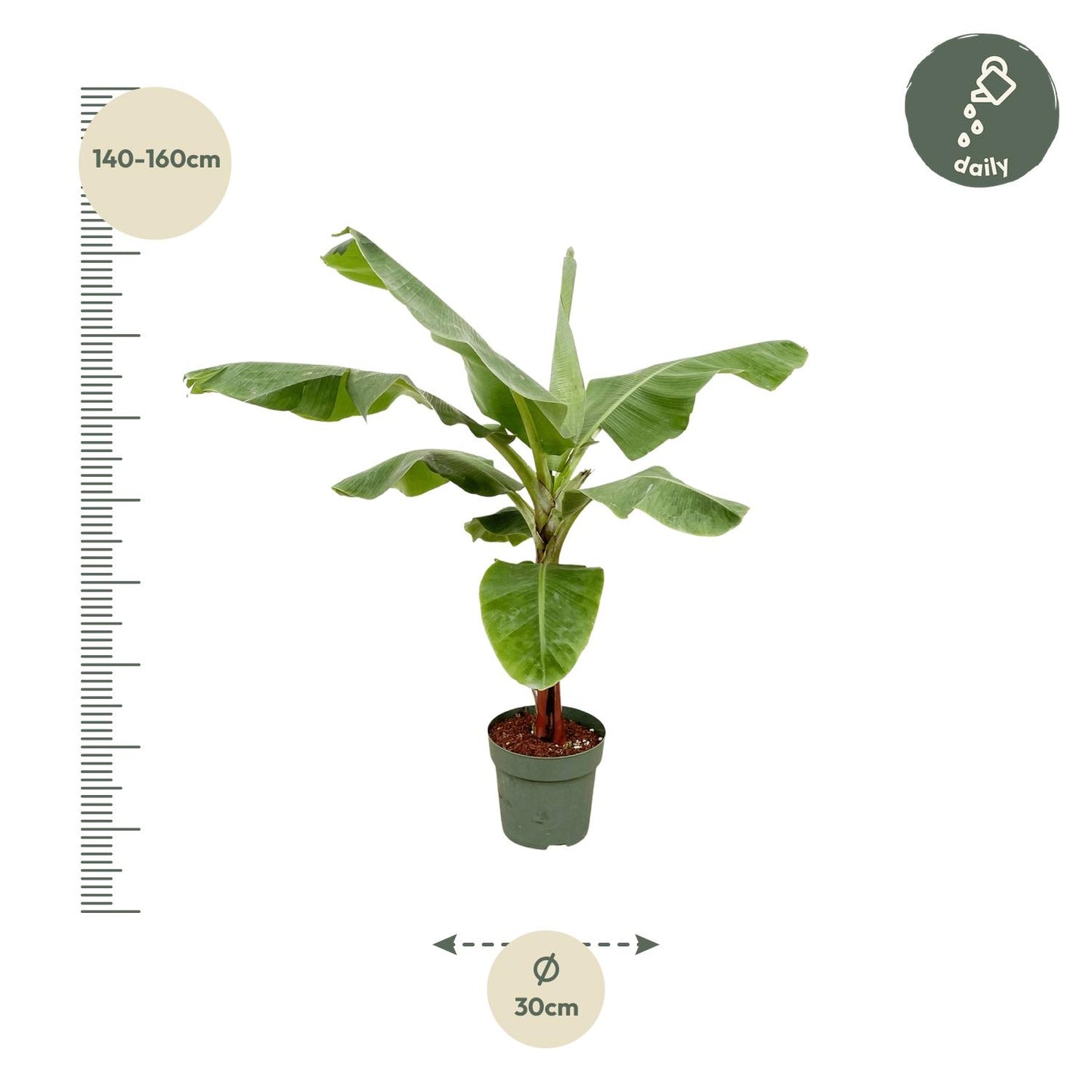 Bananenpflanze (Musa) – 170 cm, Ø 30 cm, pflegeleicht & robust