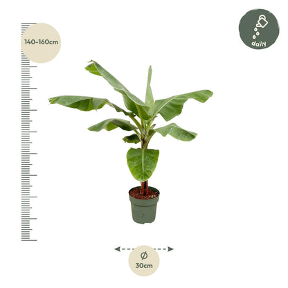 Bananenpflanze (Musa) – 170 cm, Ø 30 cm, pflegeleicht & robust
