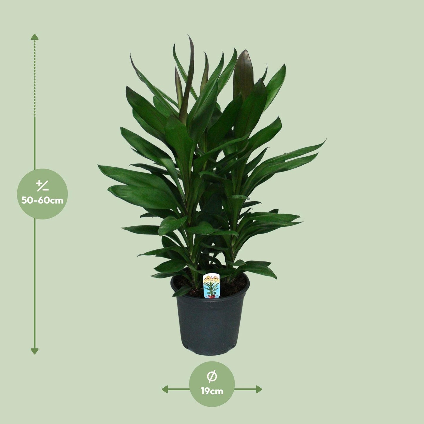Cordyline Glauca – Pflegeleichte Zimmerpflanze Ø19cm
