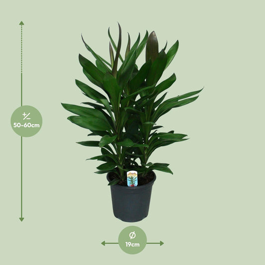 Cordyline Glauca – Pflegeleichte Zimmerpflanze Ø19cm