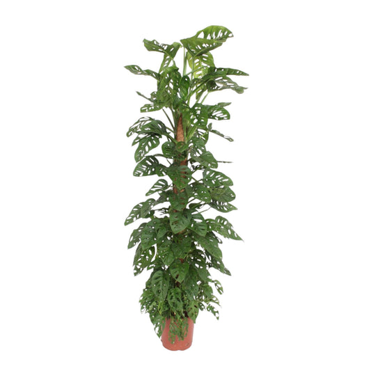 Monstera Monkey Leaf mosstok – XXL Zimmerpflanze 170 cm