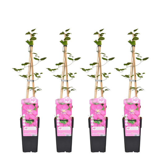 4x Clematis Ville de Lyon – Blühende Kletterpflanze Ø15cm