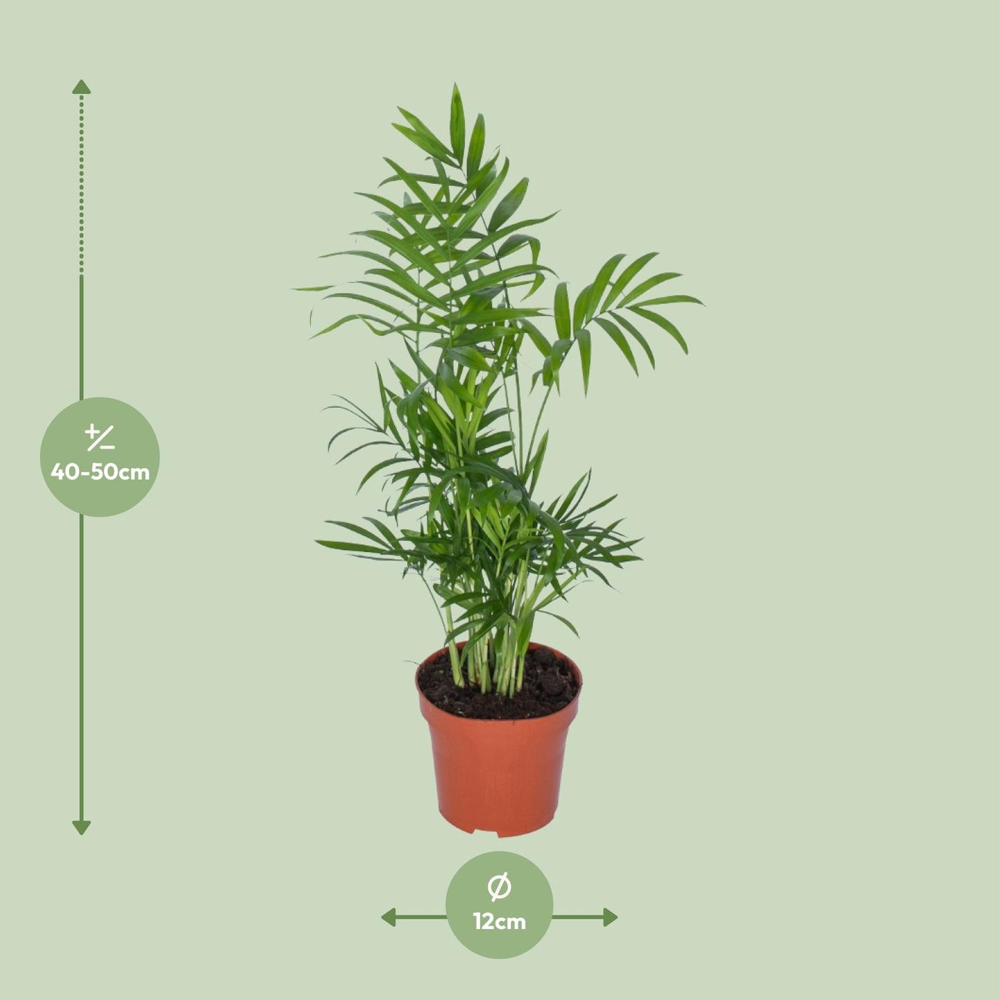Zwerg-Bergpalme – pflegeleichte Zimmerpflanze Ø12cm, 50cm hoch