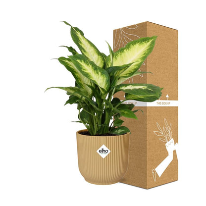 Dieffenbachia ‘Camilla’ im ELHO Vibes Fold 14cm Gelb