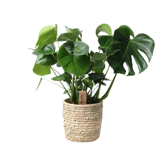 Monstera In Basket Palmleaf – Pflegeleichte Zimmerpflanze Ø21cm