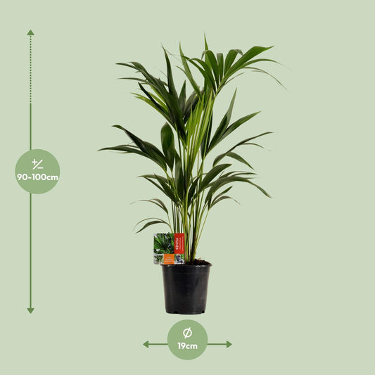 Kentia-Palme (Howea forsteriana) Ø19cm, ca. 100cm