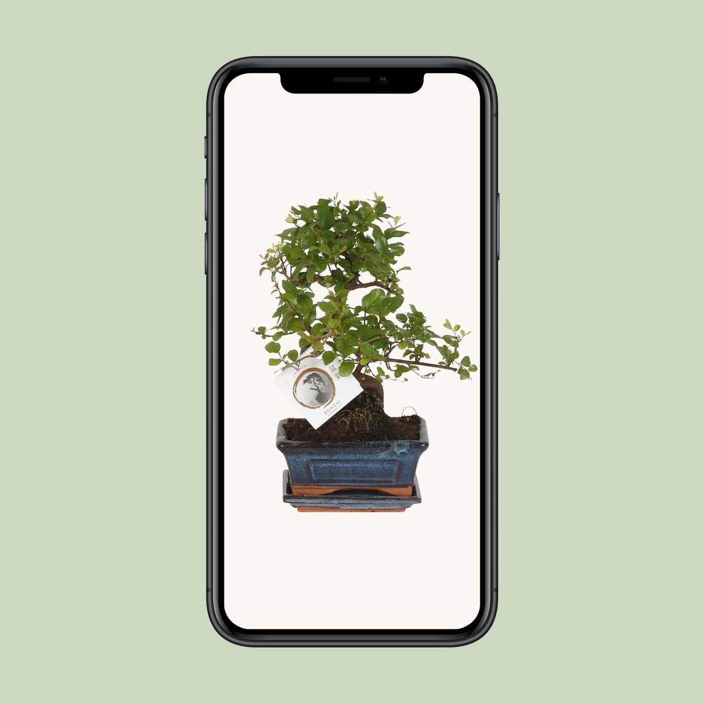 Bonsai 'Sageretia' S-Form Ø15cm – Pflegeleichter Zimmerbonsai