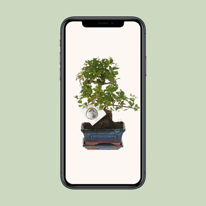 Bonsai 'Sageretia' S-Form Ø15cm – Pflegeleichter Zimmerbonsai