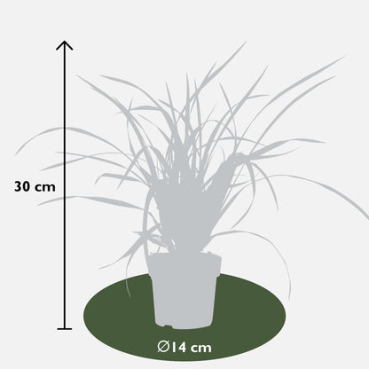 3x Carex morrowii 'Irish Green' – Pflegeleichtes, robustes Ziergras Ø14cm
