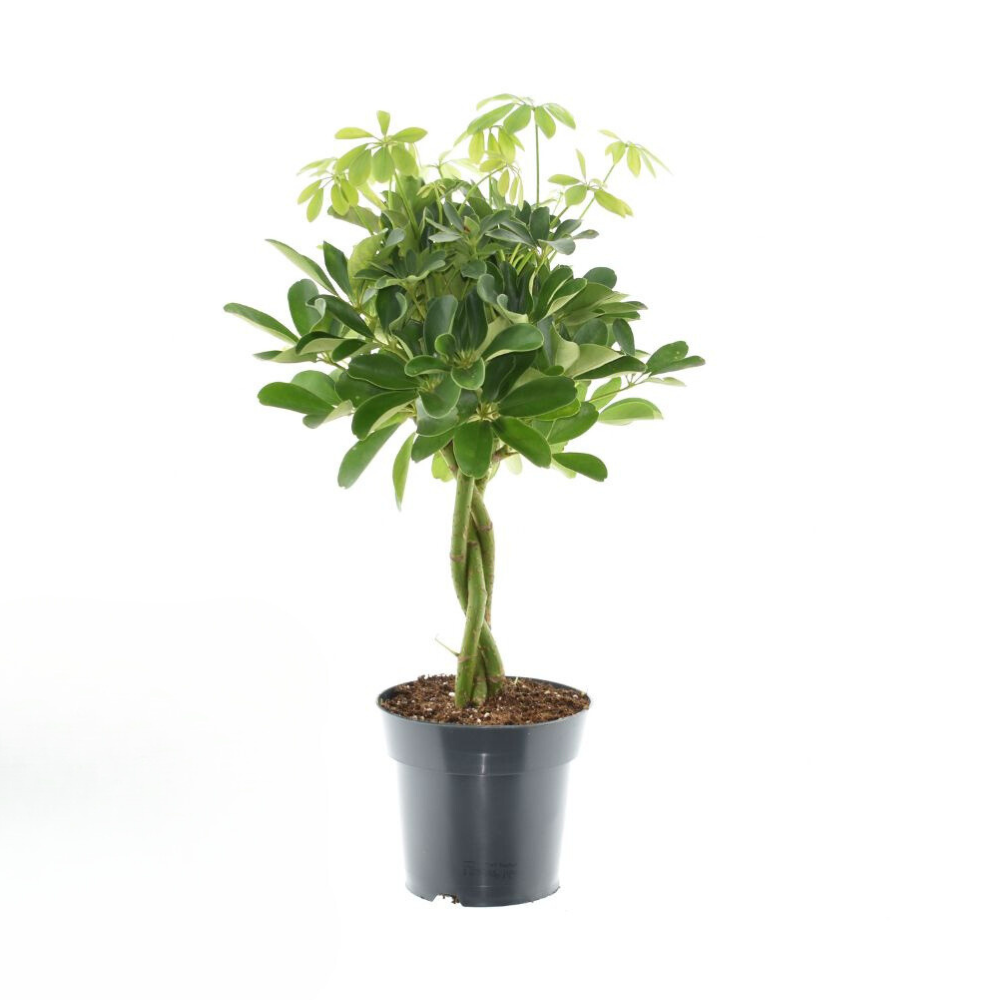 Schefflera Compacta Nora – Pflegeleichte Zimmerpflanze Ø17cm