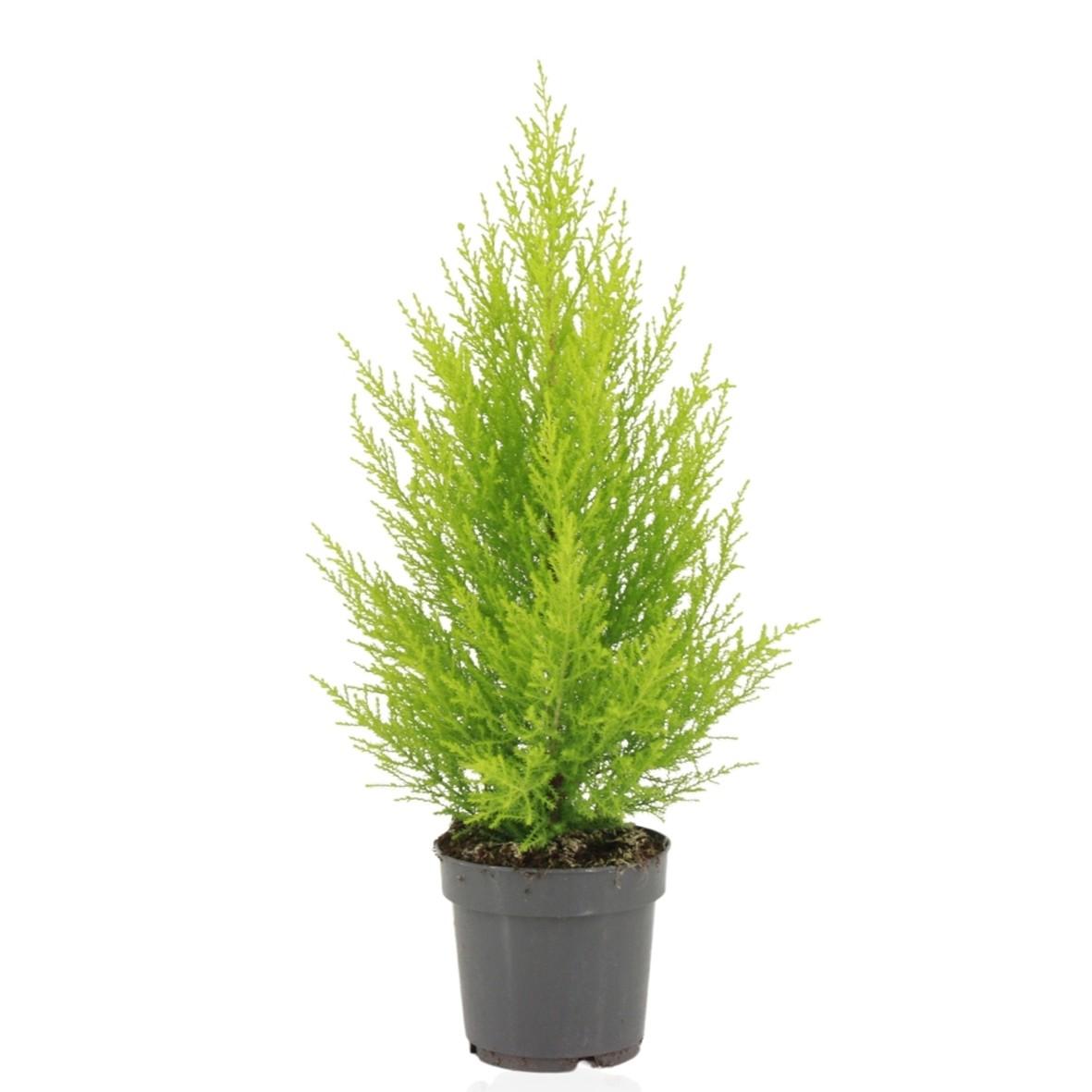 Cupressus Macrocarpa Goldcrest Wilma – Pflegeleichte Zypresse Ø14cm