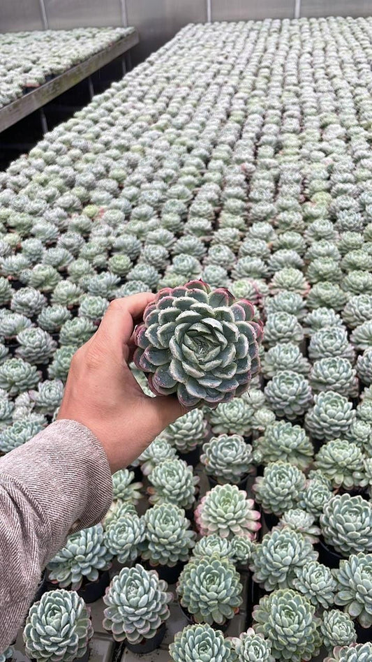 Echeveria Elegans – Pflegeleichte Rosetten-Sukkulente 9 cm