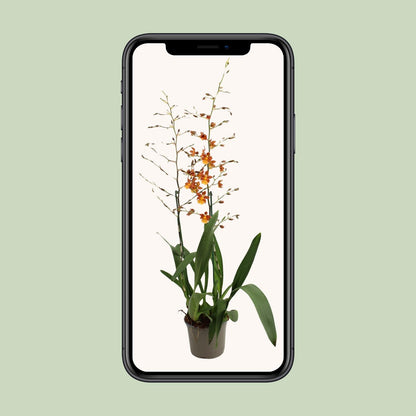Tanzende Damen (Oncidium) – Elegante Orchidee Ø17 cm