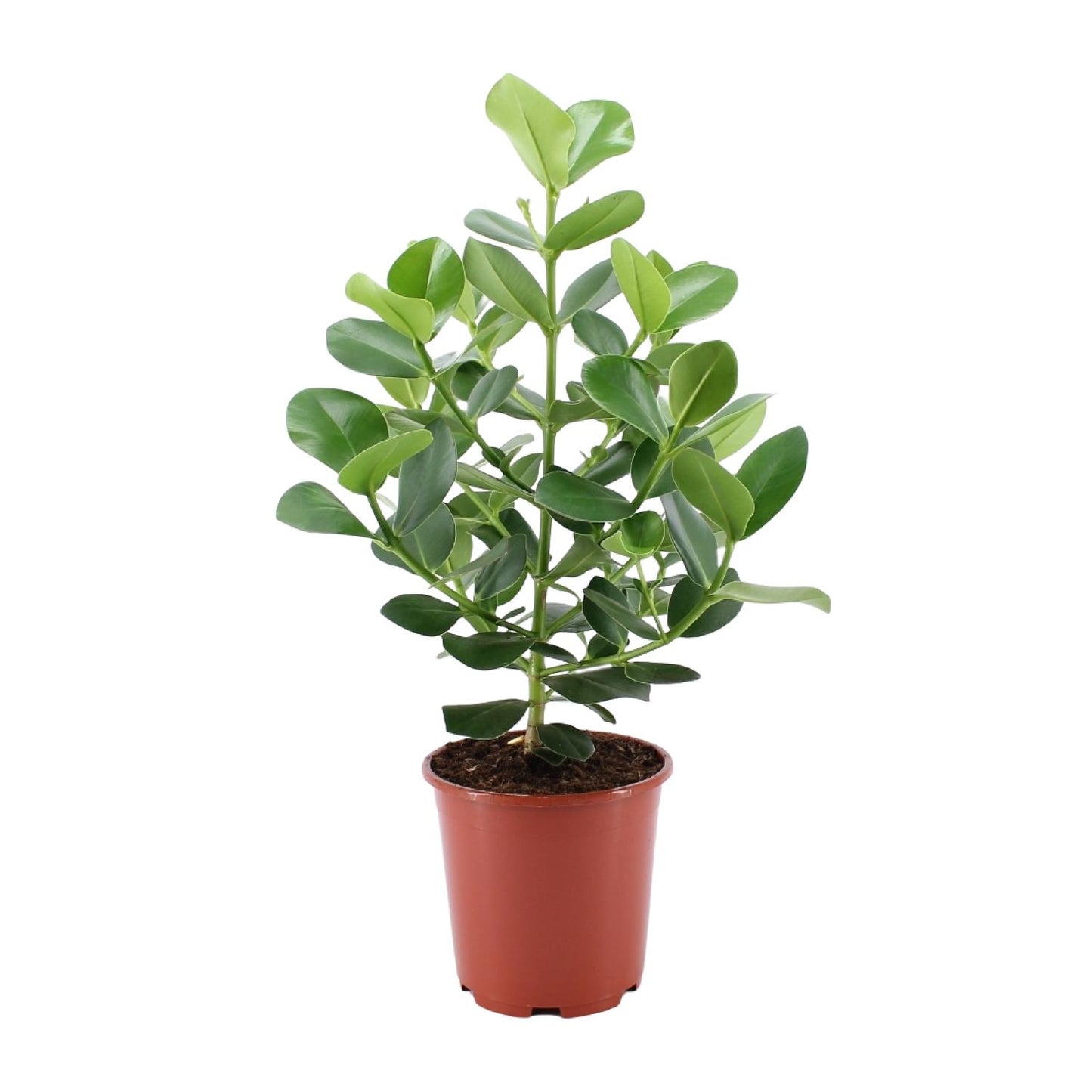 Clusia Rosea Princess – Pflegeleichter Autogramm-Baum Ø24cm