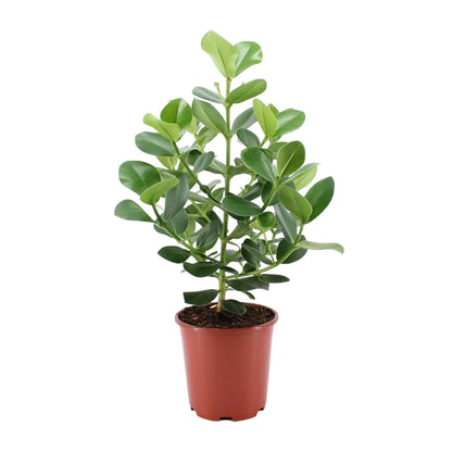 Clusia Rosea Princess – Pflegeleichter Autogramm-Baum Ø24cm