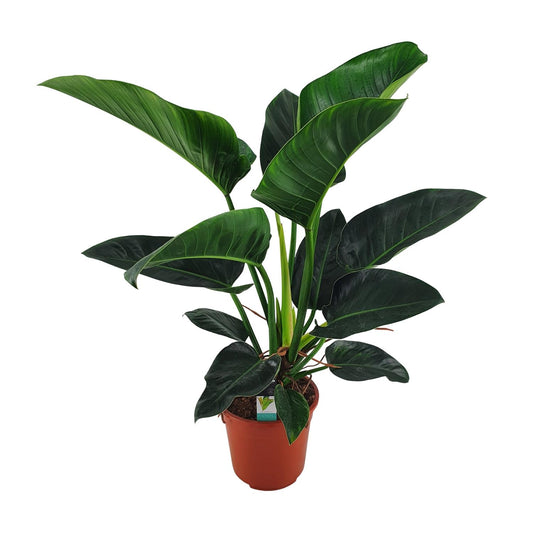Philodendron Congo Millions – Große, pflegeleichte Zimmerpflanze Ø27cm