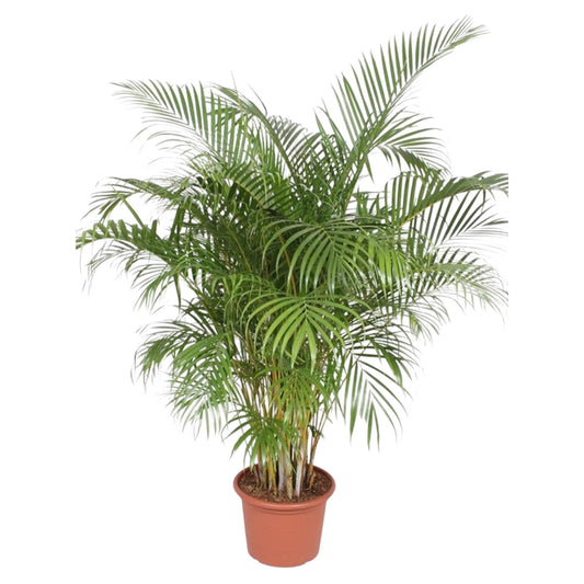 Dypsis Lutescens (Goldpalme) – 200 cm, ø40 cm, pflegeleicht