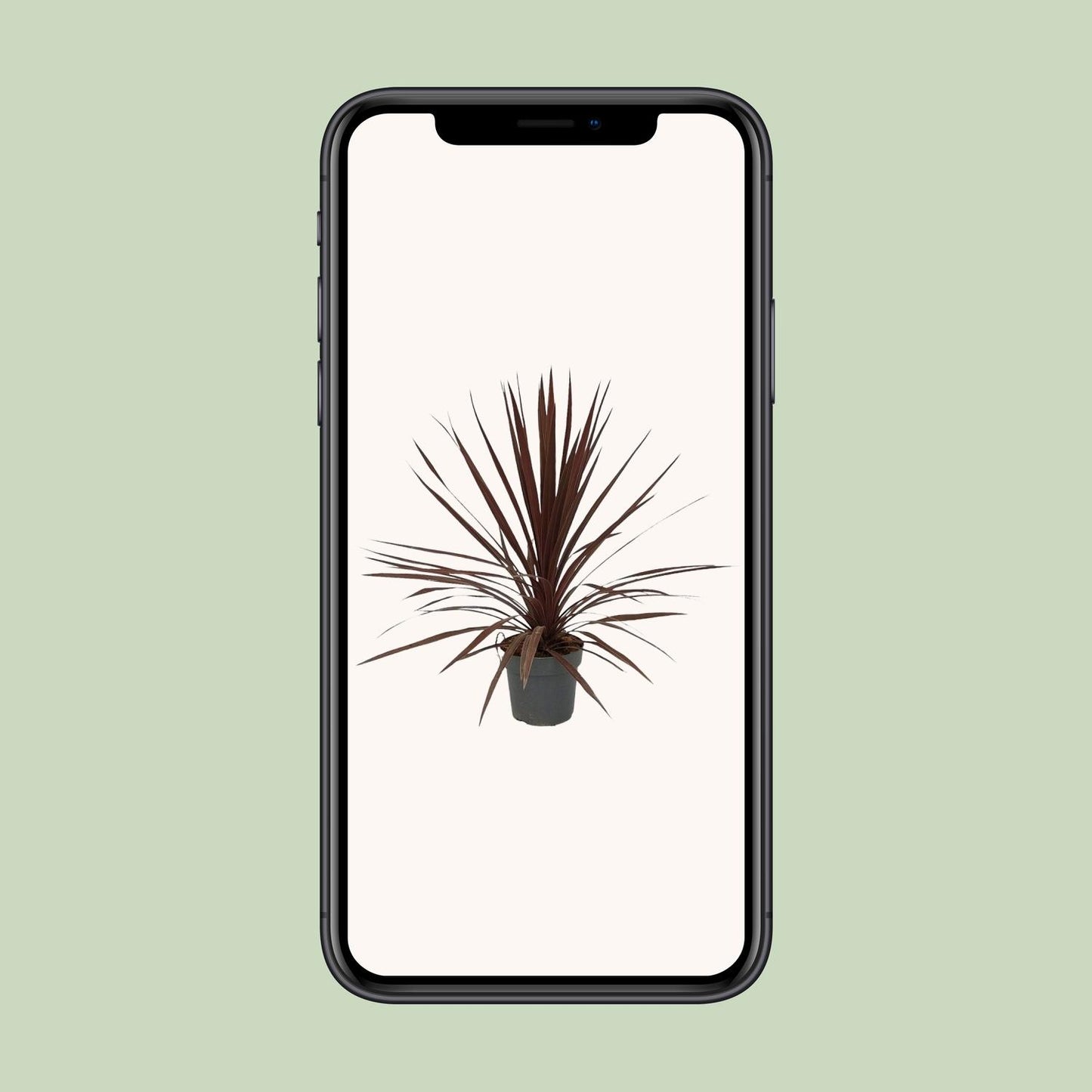 Cordyline Australis Red Star – Pflegeleichte Zimmerpflanze