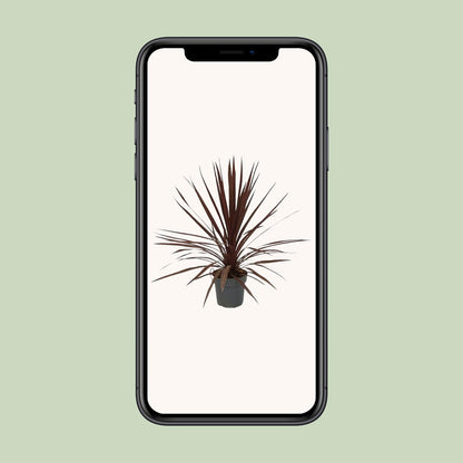 Cordyline Australis Red Star – Pflegeleichte Zimmerpflanze
