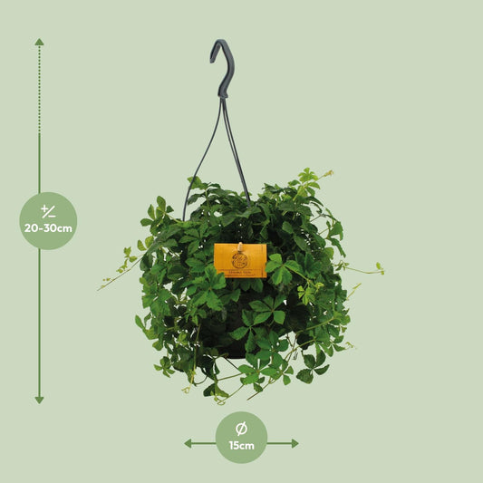 Parthenocissus Striata Ø15cm – Pflegeleichte Hängepflanze