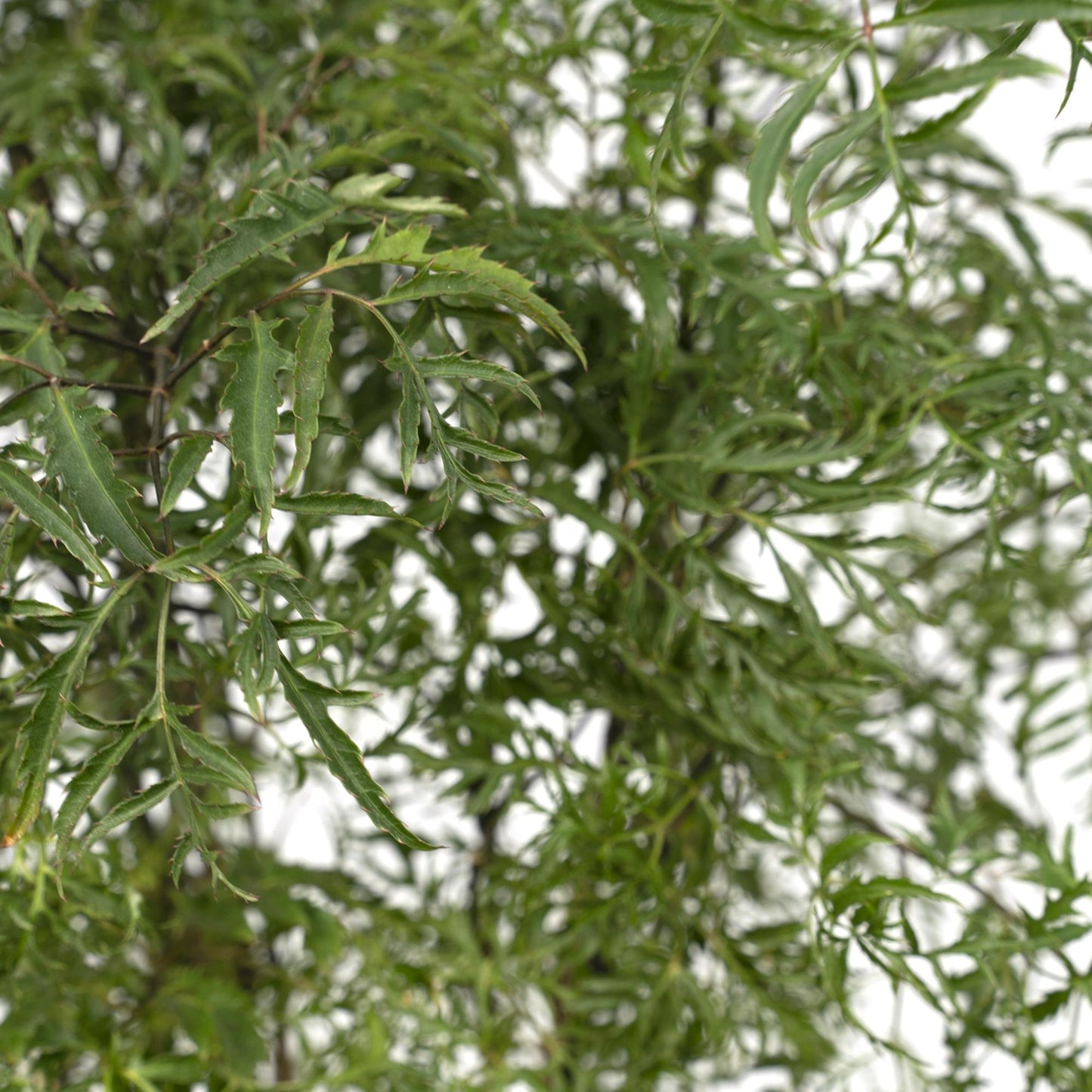 Polyscias Fruticosa (Aralia) – pflegeleichte Zimmerpflanze Ø21cm