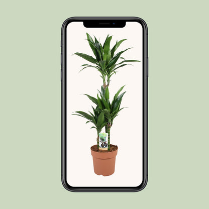 Dracaena Janet Craig – Pflegeleichter Drachenbaum Ø21cm, 100cm hoch