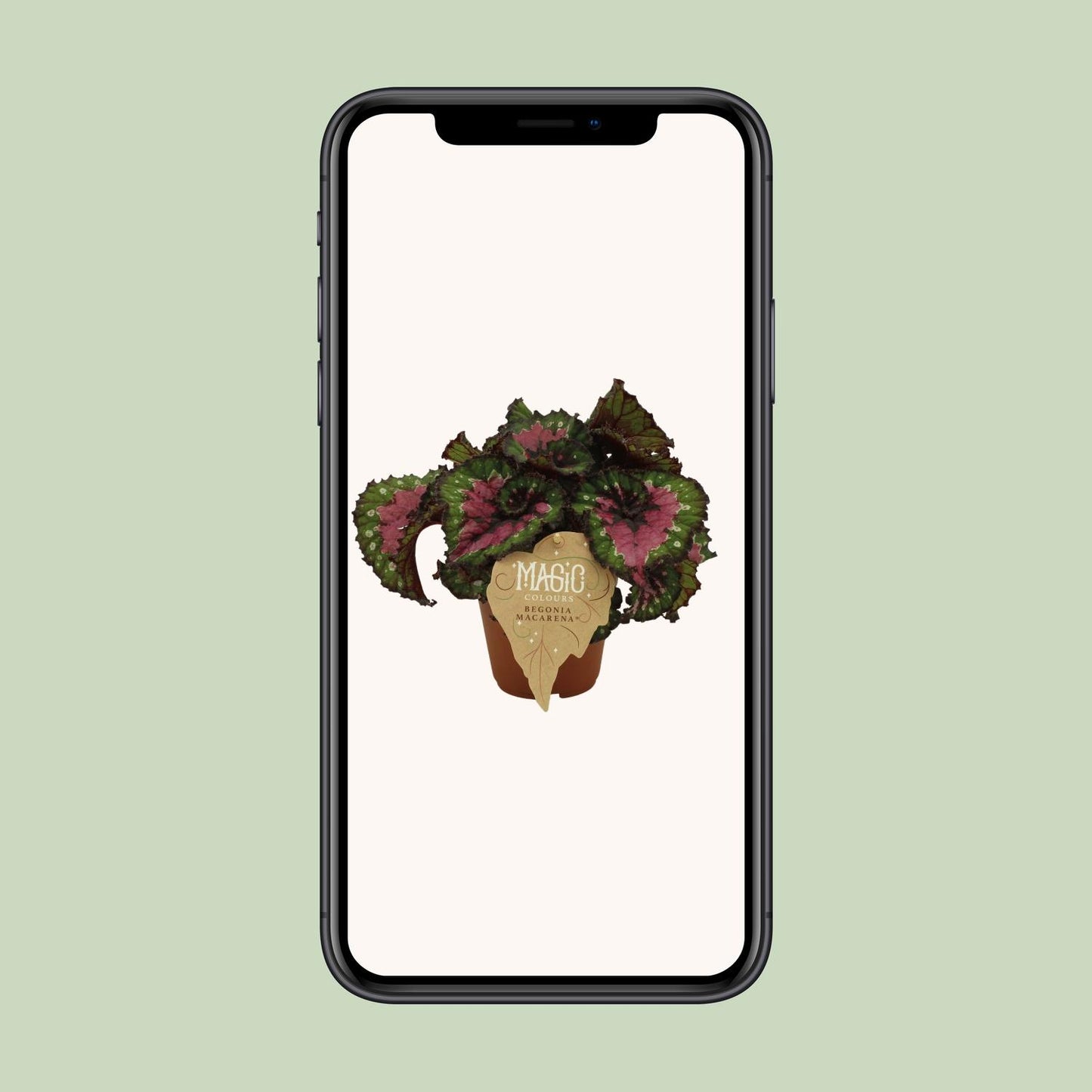 Begonia Rex Macarena – Farbintensive Zimmerpflanze Ø12 cm