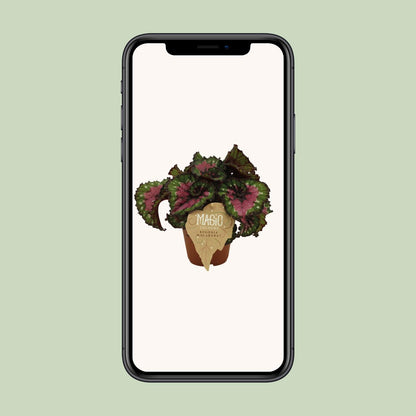 Begonia Rex Macarena – Farbintensive Zimmerpflanze Ø12 cm