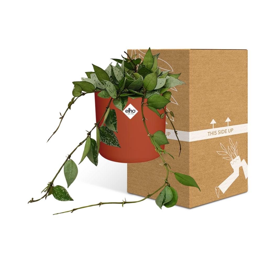 Hoya Krohniana Eskimo – Wachsblume im ELHO b.for soft Rond 14cm Brique