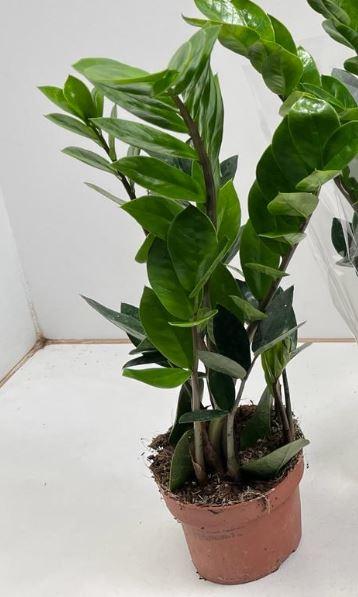 Zamioculcas - Pflegeleichte Zimmerpflanze Ø12cm
